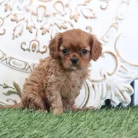 Oliver, a male Cavalier King Charles Spaniel for sale in Charm, OH – Photo 4 of 6