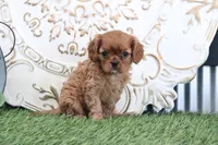 Oliver, a male Cavalier King Charles Spaniel for sale in Charm, OH – Photo 4 of 6