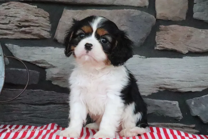 Joey – Cavalier King Charles Spaniel puppy for sale in Charm, OH