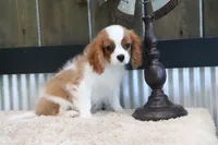 Bart, a male Cavalier King Charles Spaniel for sale in Charm, OH – 7 of 10