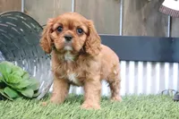 Emma, a male Cavalier King Charles Spaniel for sale in Charm, OH – 4 of 4