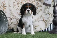 Darcy, a female Cavalier King Charles Spaniel for sale in Charm, OH – 4 of 5