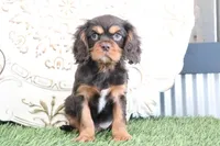 Leo, a male Cavalier King Charles Spaniel for sale in Charm, OH – Photo 1 of 4