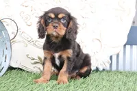Leo, a male Cavalier King Charles Spaniel for sale in Charm, OH – Photo 2 of 4