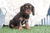 Leo, a male Cavalier King Charles Spaniel for sale in Charm, OH – Photo 3 of 4