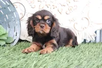 Leo, a male Cavalier King Charles Spaniel for sale in Charm, OH – Photo 4 of 4