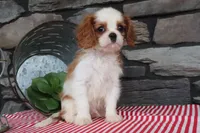 Polo, a male Cavalier King Charles Spaniel for sale in Charm, OH – 2 of 6
