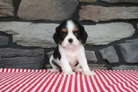 Ernestine, a male Cavalier King Charles Spaniel for sale in Charm, OH – 3 of 4