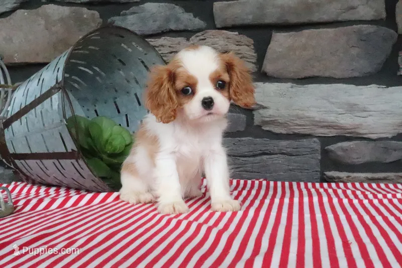 Paisley – Cavalier King Charles Spaniel puppy for sale in Charm, OH