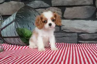 Paisley, a female Cavalier King Charles Spaniel for sale in Charm, OH – 1 of 5