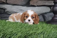 Lottie, a female Cavalier King Charles Spaniel for sale in Charm, OH – 3 of 4