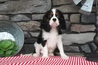 Kermit, a male Cavalier King Charles Spaniel for sale in Charm, OH – 1 of 4
