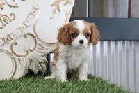 Myra, a female Cavalier King Charles Spaniel for sale in Charm, OH – Photo 2 of 5