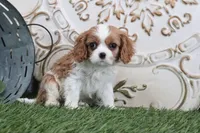 Myra, a female Cavalier King Charles Spaniel for sale in Charm, OH – Photo 1 of 5