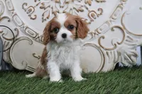 Myra, a female Cavalier King Charles Spaniel for sale in Charm, OH – Photo 5 of 5