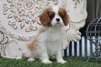 Tanner, a male Cavalier King Charles Spaniel for sale in Charm, OH – 5 of 5