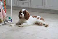 Owen, a male Cavalier King Charles Spaniel for sale in Charm, OH – 5 of 7