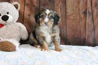 Jenny, a female Bernedoodle for sale in Charm, OH – Photo 3 of 4
