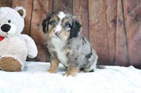 Jenny, a female Bernedoodle for sale in Charm, OH – Photo 4 of 4