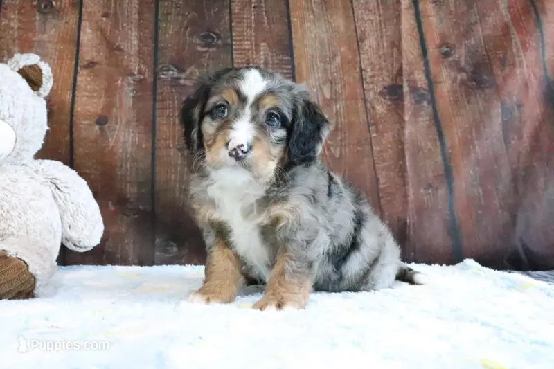 Jenny – Bernedoodle puppy for sale in Charm, OH