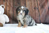 Jenny, a female Bernedoodle for sale in Charm, OH – Photo 1 of 4