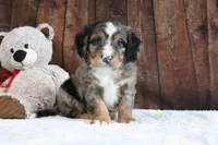 Jenny, a female Bernedoodle for sale in Charm, OH – Photo 2 of 4
