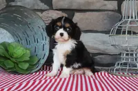 Rocky, a male Cavalier King Charles Spaniel for sale in Charm, OH – 3 of 4