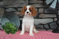 Heidi, a female Cavalier King Charles Spaniel for sale in Charm, OH – 1 of 6