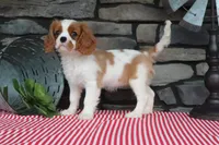 Heidi, a female Cavalier King Charles Spaniel for sale in Charm, OH – 6 of 6