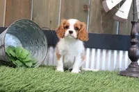 Frankie, a male Cavalier King Charles Spaniel for sale in Charm, OH – 2 of 4