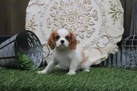 Boone, a male Cavalier King Charles Spaniel for sale in Charm, OH – 2 of 5