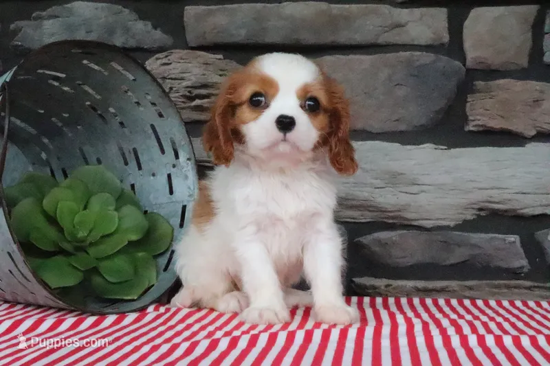 Otis – Cavalier King Charles Spaniel puppy for sale in Charm, OH