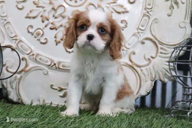 Arthur – Cavalier King Charles Spaniel puppy for sale in Charm, OH