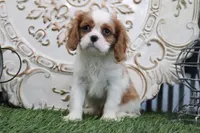 Arthur, a male Cavalier King Charles Spaniel for sale in Charm, OH – 1 of 4