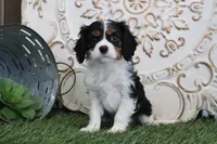 processed/a9ee9470-569d-400c-952a-49a4b8ea71ec/listing/a6337d2b-c116-46e6-b188-c67f5189a4b2/20f04185-bf36-4211-91fa-8777760eb077