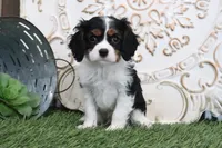 processed/a9ee9470-569d-400c-952a-49a4b8ea71ec/listing/a6337d2b-c116-46e6-b188-c67f5189a4b2/2ceecd04-e508-402c-90a6-0ad9d8ea942b