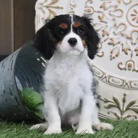 Judd, a male Cavalier King Charles Spaniel for sale in Charm, OH – Photo 1 of 5
