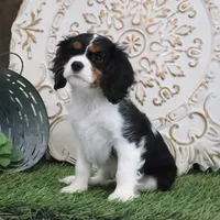 Judd, a male Cavalier King Charles Spaniel for sale in Charm, OH – Photo 5 of 5