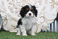 processed/a9ee9470-569d-400c-952a-49a4b8ea71ec/listing/a6337d2b-c116-46e6-b188-c67f5189a4b2/bb2a3aee-2585-4f55-b685-adc0bbbd8350