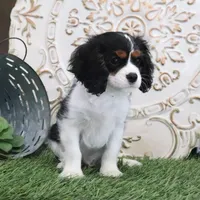 Judd, a male Cavalier King Charles Spaniel for sale in Charm, OH – Photo 4 of 5