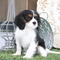 Judd, a male Cavalier King Charles Spaniel for sale in Charm, OH – Photo 2 of 5