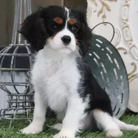 Judd, a male Cavalier King Charles Spaniel for sale in Charm, OH – Photo 3 of 5