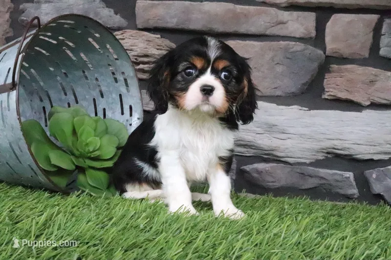 Lucy – Cavalier King Charles Spaniel puppy for sale in Charm, OH