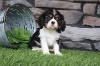 Lucy, a female Cavalier King Charles Spaniel for sale in Charm, OH – 1 of 5