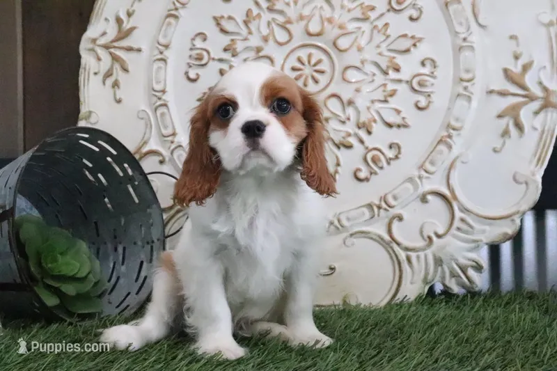 Valintine – Cavalier King Charles Spaniel puppy for sale in Charm, OH