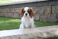 Valintine, a male Cavalier King Charles Spaniel for sale in Charm, OH – 4 of 7