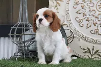 Valintine, a male Cavalier King Charles Spaniel for sale in Charm, OH – Photo 5 of 5