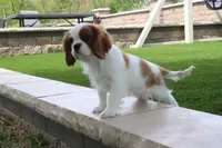 Valintine, a male Cavalier King Charles Spaniel for sale in Charm, OH – 6 of 7