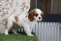 Valintine, a male Cavalier King Charles Spaniel for sale in Charm, OH – Photo 4 of 5