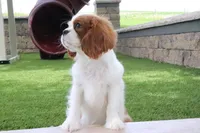 Valintine, a male Cavalier King Charles Spaniel for sale in Charm, OH – 2 of 7